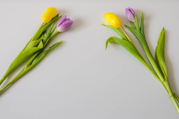 Frame for lettering of flowers of colorful tulips on a white background - Photo, Image