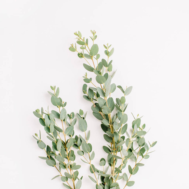 Flatlay van eucalyptus takken op witte achtergrond. Minimale bloem samenstelling. Plat lag, top uitzicht. - Foto, afbeelding