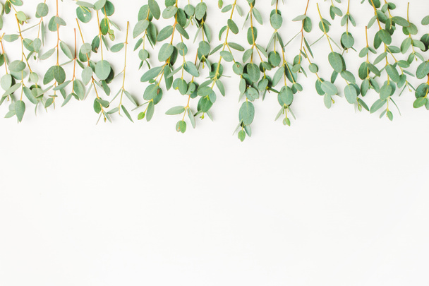 Eucalyptus branches on white background. Flat lay, top view blog hero header. - Foto, afbeelding