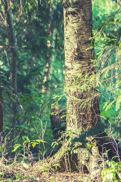 Old birch tree in deep forest sunny summer day - Fotó, kép