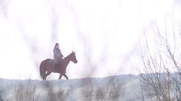 Krásná dlouhosrstá žena hnědé koni přes hluboké závěje forst - Záběry, video