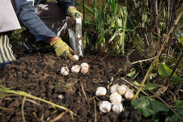Primer plano de los bulbos de siembra a mano con maceta de bulbos de flores al aire libre en el jardín. Uso de herramientas de jardín
. - Foto, Imagen