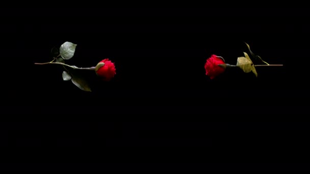 Twee rode liefde Rose kus en gebroken slowmotion achtergrond - Video