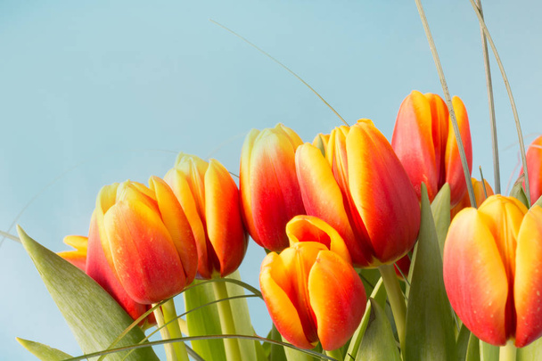 Bunch of red and yellow tulip flowers on blue background. - Фото, изображение