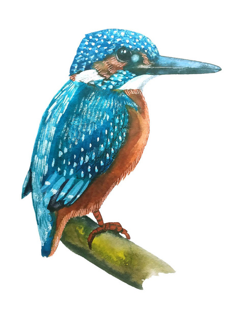 the bird is bright turquoise small blue Kingfisher with an orange breast, watercolor painting - Fotó, kép