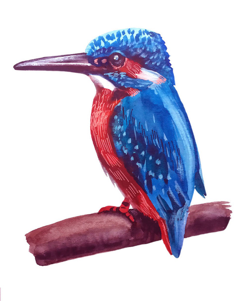 bird bright blue Kingfisher with red and white stain on his face, red chest turned left, watercolor painting - Φωτογραφία, εικόνα