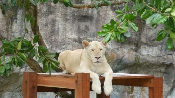 Piękna Biała lwica siedzi pod gałęzie zielone drzewa w zoo khao kheo Tajlandia - Materiał filmowy, wideo