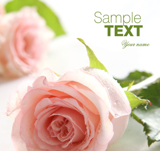 Close up on pink rose - Photo, image