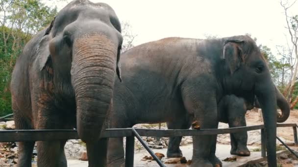 Індійська слонів їдять траву позаду паркан в зоопарку - Кадри, відео