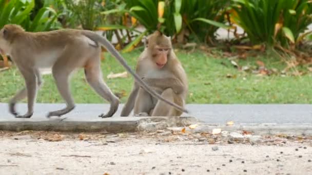 Monkey zit rechts op de straat en eet - Video