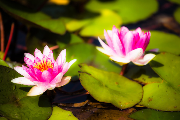 Water lily lotus flower and leaves - Photo, Image