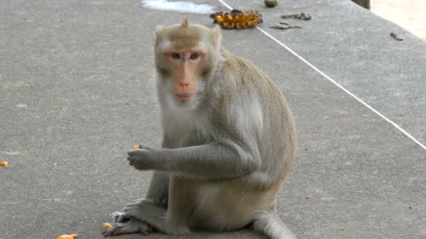Maymun caddenin üzerinde oturur ve yiyor - Video, Çekim