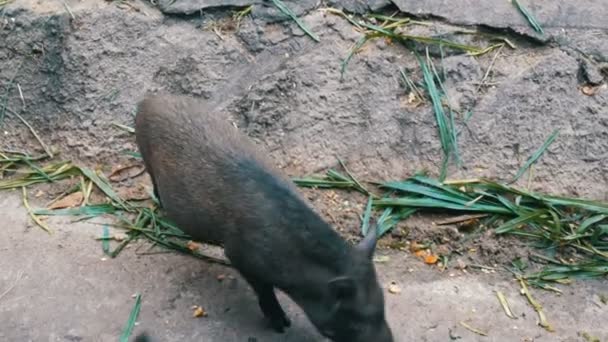 Schwarze haarige Wildschweine fressen Gras auf dem Boden - Filmmaterial, Video