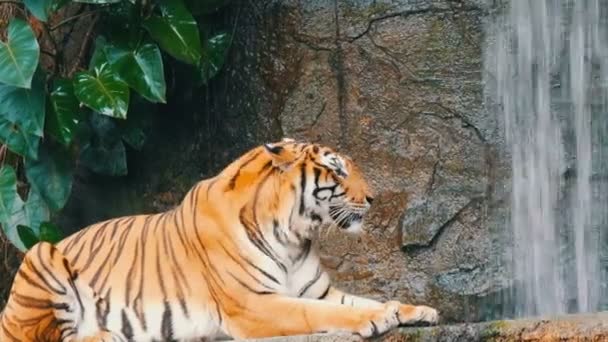 Gyönyörű fenséges tigris, a háttérben a festői vízesés - Felvétel, videó