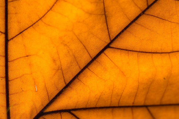 Макро об осенней листве
 - Фото, изображение
