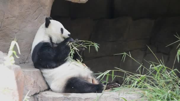 ładny giganta Pandy w zoo - Materiał filmowy, wideo