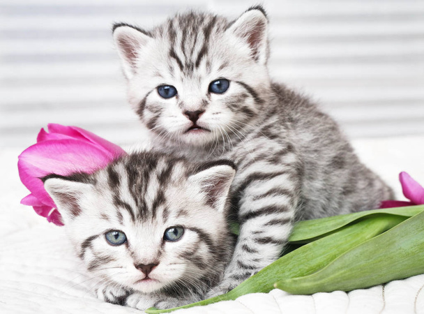 Прекрасні кошенята з квітами
 - Фото, зображення