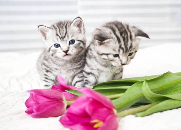 花と素敵な子猫 - 写真・画像