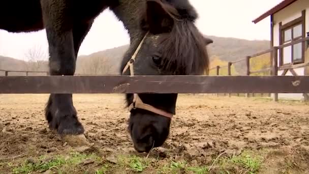 Two brown horses of Icelandic breed in the paddock. - Video