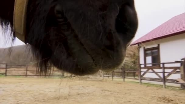 Lips of a friendly brown horse of Icelandic breed in the pen. - Video, Çekim
