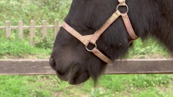 Lips of a friendly brown horse of Icelandic breed in the pen. - Imágenes, Vídeo