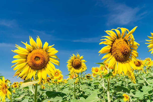Sunflower with a sky background. with copy space for your text m - Photo, Image
