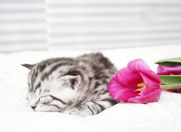  милый котенок спит в цветах
. - Фото, изображение