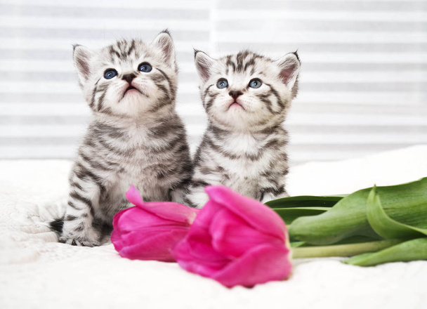 Bellissimi gattini con fiori
 - Foto, immagini