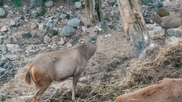 jelenie w lesie - Materiał filmowy, wideo