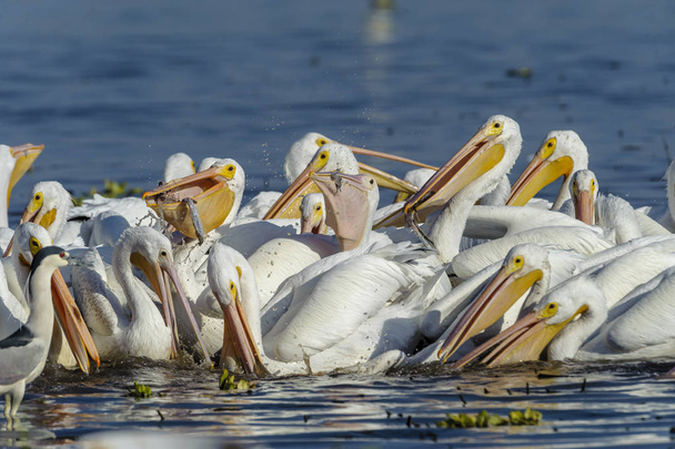 Group of American white pelicans (Pelecanus erythrorhynchos) feeding on fish, Lake Chapala, Jalisco, Mexico - Photo, Image