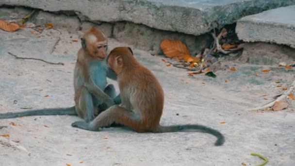 Scimmie combattere o giocare per strada
 - Filmati, video
