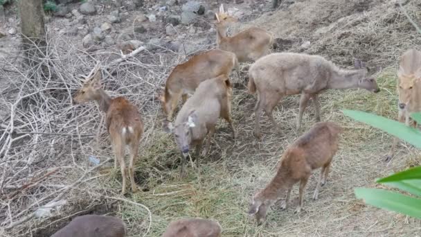 森で放牧鹿の群れ - 映像、動画