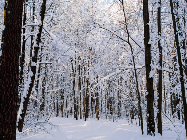 Picture of snowy trees in woods - Фото, изображение