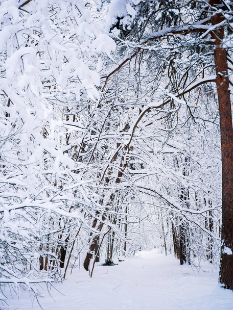 Picturesque picture of winter landscape in woods - Fotó, kép