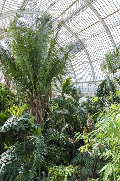 Palm House Kew Gardens - Foto, Imagen