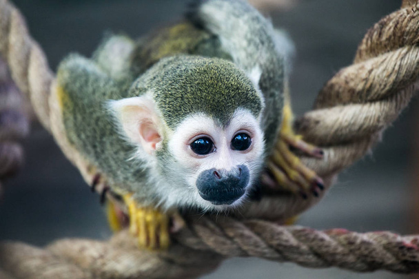 Dwarf monkey with large eyes - Foto, imagen