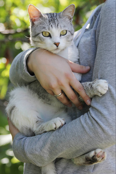 Gato gris y blanco con ojos amarillos en las manos de la mujer
 - Foto, Imagen
