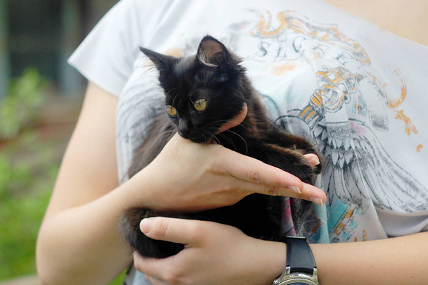 Zwarte harige kitty in handen van de vrouw - Foto, afbeelding