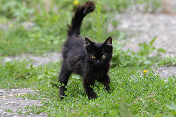 Чорна пухнаста кошеня, що ходить по траві
 - Фото, зображення