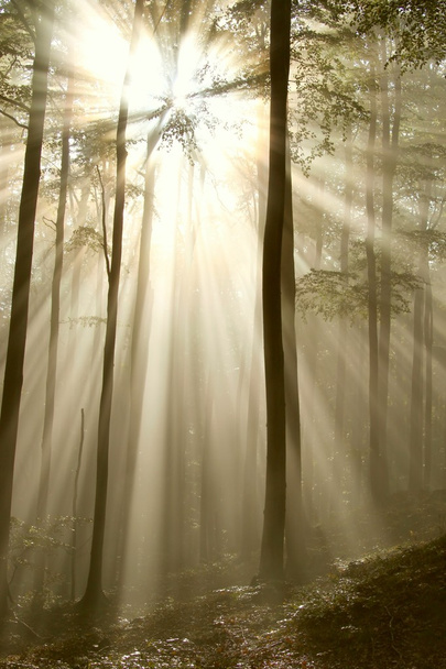 La luz del sol cae en la madera de otoño
 - Foto, imagen