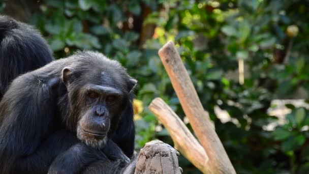 Yhteinen simpanssi istuu katselee ympärilleen puussa - Pan troglodytes
 - Materiaali, video