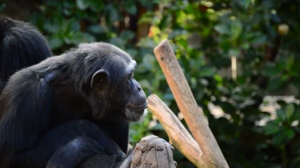 Chimpancé común bostezando mostrando todos sus dientes y colmillos - Pan troglodytes
 - Metraje, vídeo
