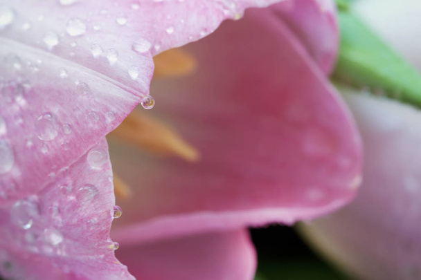 Pink tulip with dew close-up, macro. Spring flowers, abstract romantic floral background - Фото, изображение
