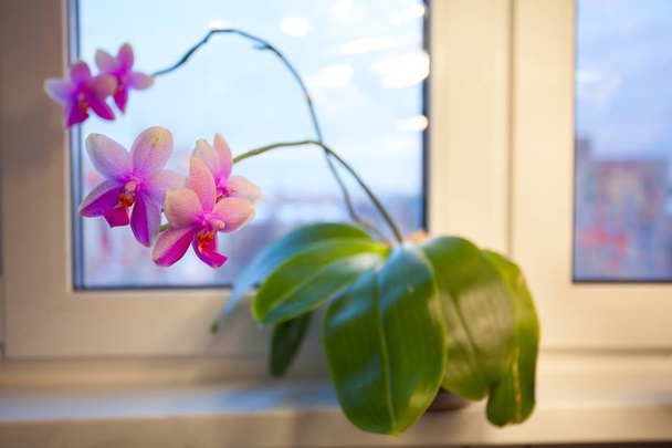 Szép ritka orchidea a pot a fehér ablak - Fotó, kép