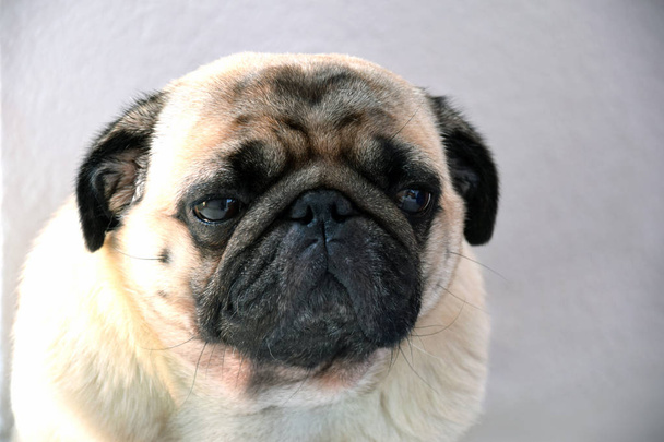 θλιμμένος pug Pug με εκφραστικά μάτια, λυπημένο βλέμμα, μεγάλα μάτια, γλυκό και λυπημένος - Φωτογραφία, εικόνα