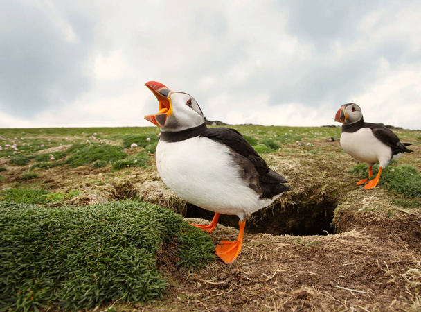 Atlantic puffin calling next to a burrow - Photo, Image