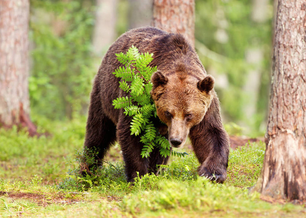 Europeu urso marrom macho na floresta boreal
 - Foto, Imagem