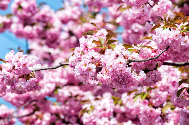 Sakura σεζόν έννοια - Φωτογραφία, εικόνα