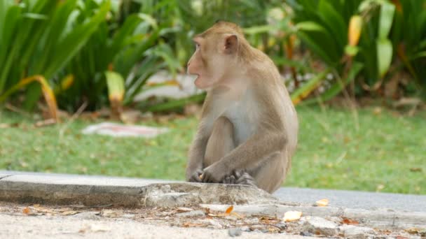 Małpa siedzi tuż przy ulicy i zjada - Materiał filmowy, wideo