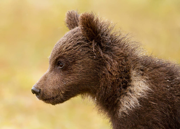 Close up of a cute Eurasian brown bear cub sitting in the forest - Photo, Image
